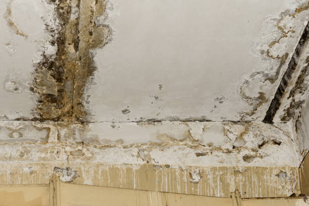 Best Residential Mold Inspection & Testing  in Bacliff, TX