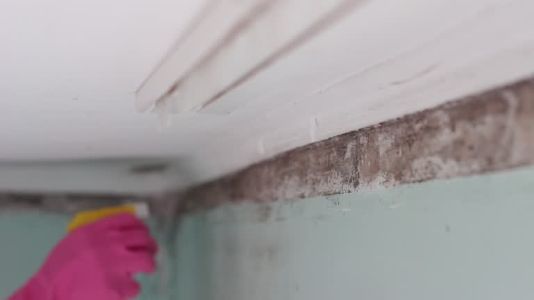 Best Black Mold Removal  in Bacliff, TX